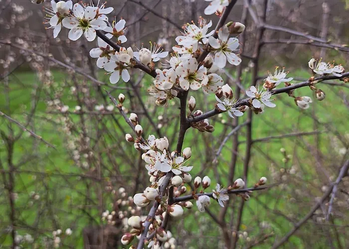 Schoene Im Sauerland Daire *